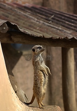 獴,貓鼬,動物園