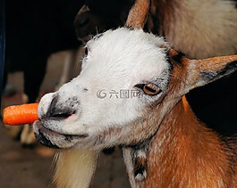 山羊,寵物,牲畜