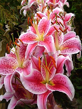 粉紅色,百合花,百合