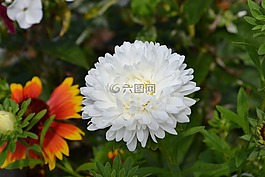 鮮花,夏季,性質