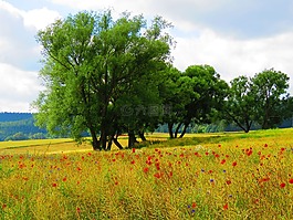 罌粟,紅色,klatschmohn