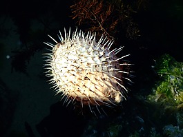 河豚,tetraodontidae,鱼