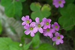 鮮花,夏季,性質(zhì)