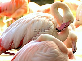 弗拉明戈,動物園,粉紅色的火烈鳥