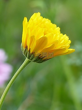 萬壽菊,黃色,秋季