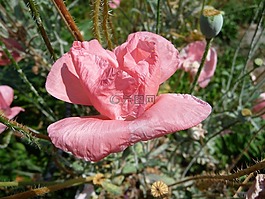 花,罂粟,粉红色