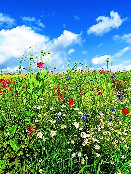 草地,鮮花,花多