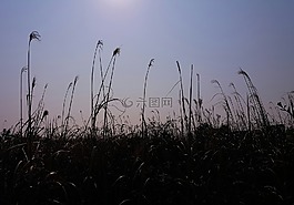 里德,發(fā)光,背光