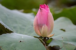 蓮花,花,粉紅色的花