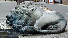 睡眠,獅子,街