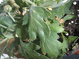 菊花,綠色的葉子,菊花 grandifloraum