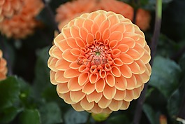 橙花,花園,花壇