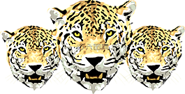 豹,頭,發(fā)現(xiàn)