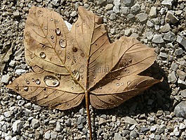 葉子,秋季,水
