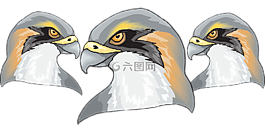鳥,獵鷹,捕食者