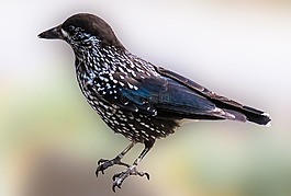 動物,鳥,胡桃夾子