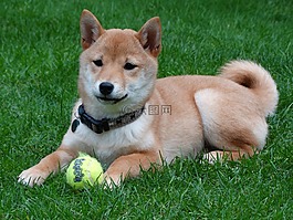 狗,遠程訪問,柴犬