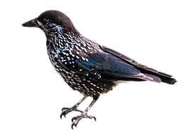 動物,鳥,胡桃夾子