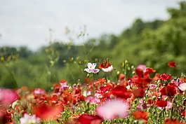 posies,鮮花,夏天