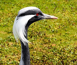橡子,起重機,鳥