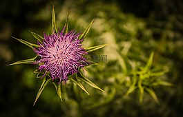 植物,水飛薊,花