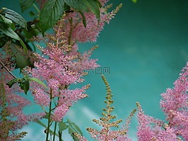 植物,鲜花,粉红色