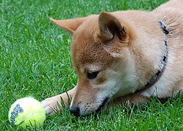 狗,遠程訪問,柴犬