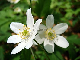 鮮花,花,白花