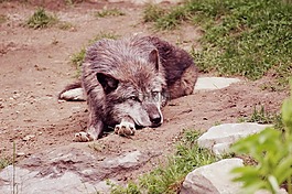 狼,性質(zhì),動物世界