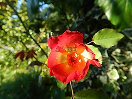 鲜花,植物,气味的ete