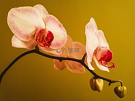 蘭花,盛開,鮮花