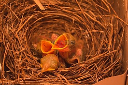 鳥(niǎo),鳥(niǎo)嘴,羽毛