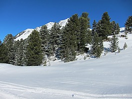 冬季景觀,森林,雪