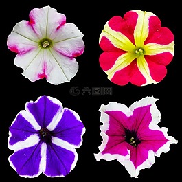 性質(zhì),花,開花