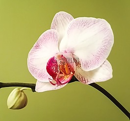 蘭花,蝴蝶蘭,開(kāi)花