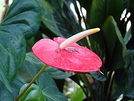 花,紅色花,異國(guó)情調(diào)的花