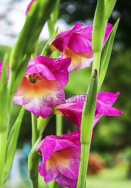 粉紅色的花,植物區(qū)系,花園