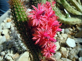 鮮花,仙人掌,仙人掌花