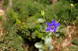 花,性質(zhì),布盧姆