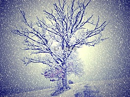 寒冬,雪,樹