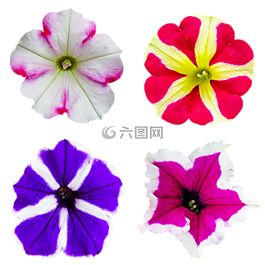 性質(zhì),花,開花