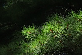 松,針,自然
