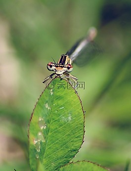 蜻蜓,昆虫,agrion