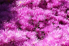 科西嘉,花,性質(zhì)