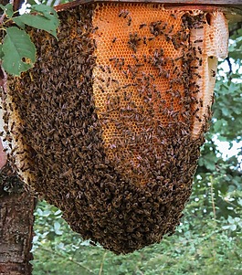 動物,昆蟲,蜜蜂