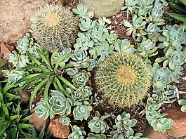 多汁,植物,仙人掌