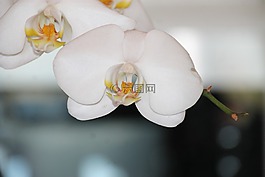 蘭花,花,花的