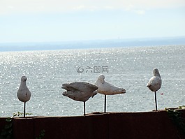 人工鸟,海鸥,鸟