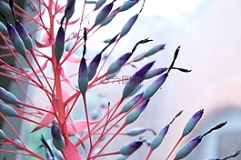 植物,美麗,性質(zhì)