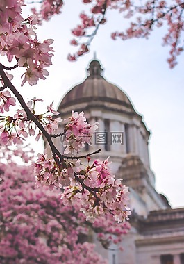 國會大廈,建設,華盛頓